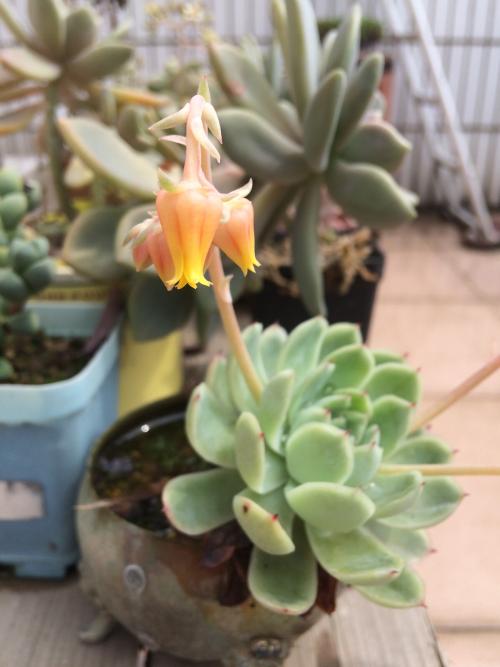 վƻش羳Ĳ 永ʽ4.4